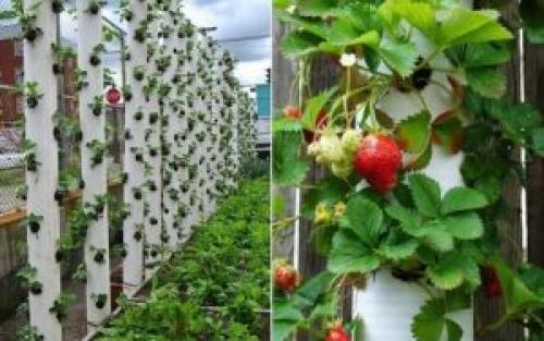 Клумбы своими руками из подручных средств возле дома. Вертикальные клумбы своими руками