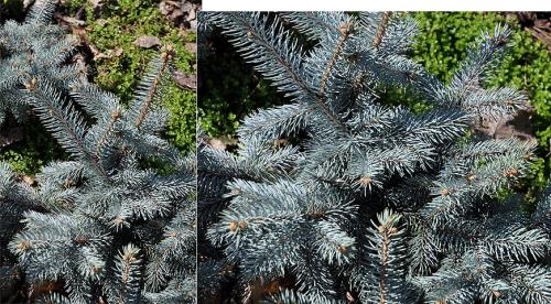 Ель колючая голубая Глаука. 07