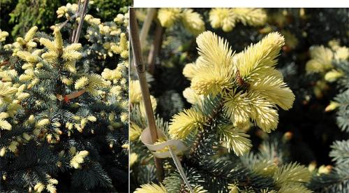 Ель колючая голубая Глаука. 04