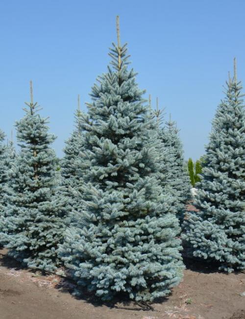 Ель колючая голубая Глаука. 02