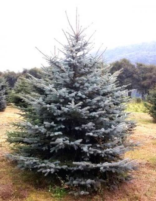 Ель колючая голубая Глаука. 08