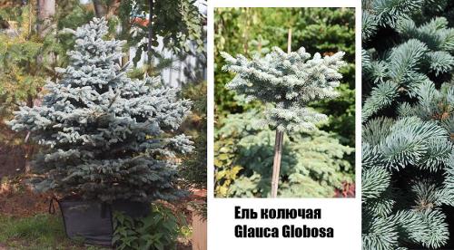 Ель колючая голубая Глаука. 06