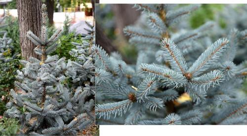 Ель колючая голубая Глаука. 05