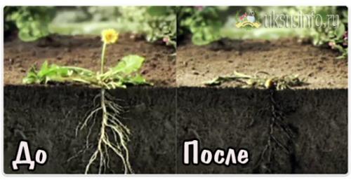 Уксусная кислота и соль от сорняков пропорции. Соль и уксус против сорняков: рецепт, пропорции, отзывы