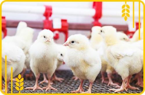 Что можно давать цыплятам. Компоненты здорового рациона 04