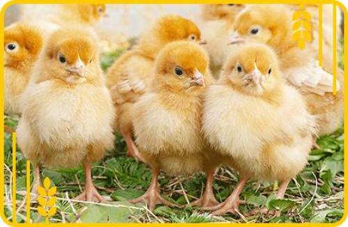 Что можно давать цыплятам. Компоненты здорового рациона 03