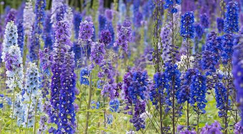 Мелкие садовые цветы. Садовые цветы: фото, названия и описания (каталог) 29