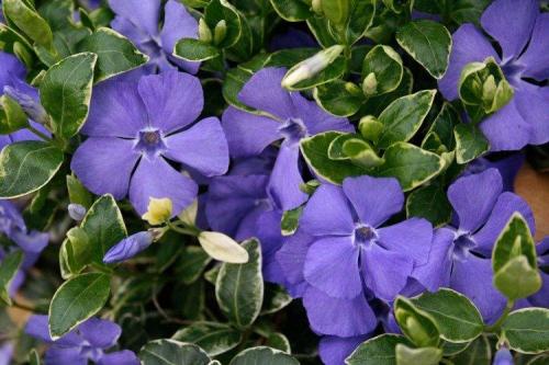 Мелкие садовые цветы. Садовые цветы: фото, названия и описания (каталог)