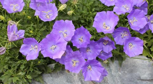 Мелкие садовые цветы. Садовые цветы: фото, названия и описания (каталог) 25