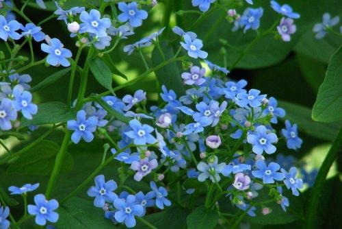 Мелкие садовые цветы. Садовые цветы: фото, названия и описания (каталог)