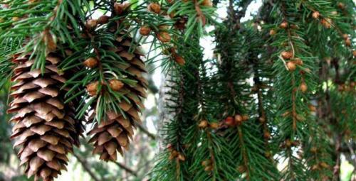 Какие декоративные деревья посадить на участке и перед домом. Деревья для приусадебного участка