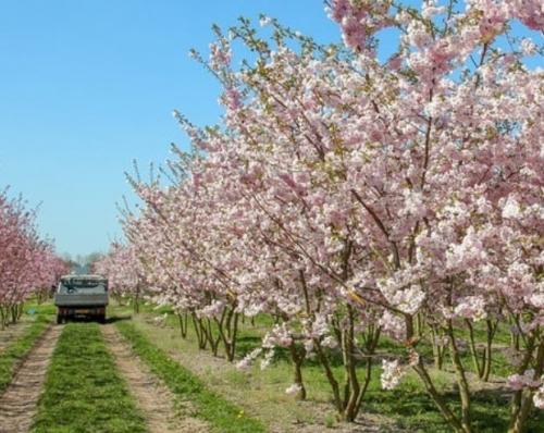 Какие деревья посадить на небольшом участке. Какие красивые декоративные деревья посадить на участке, вдоль забора и перед домом?