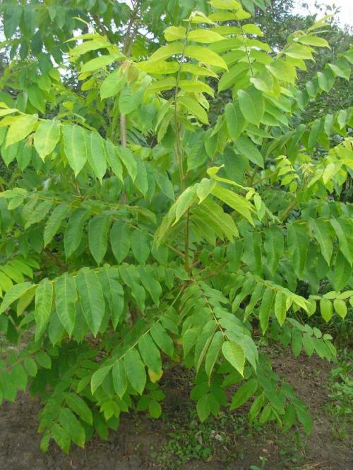 Какие декоративные деревья посадить на участке и перед домом. Деревья для приусадебного участка