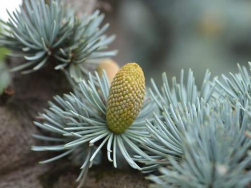 Какие деревья посадить на небольшом участке. Какие красивые декоративные деревья посадить на участке, вдоль забора и перед домом?