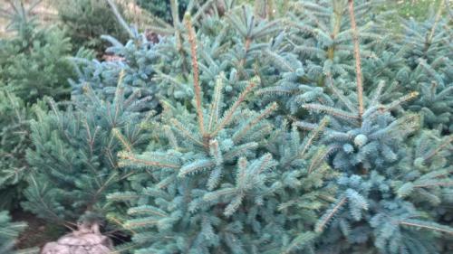 Ель Глаука колючая. Ель Глаука - сине-зелёная колючая красавица 05