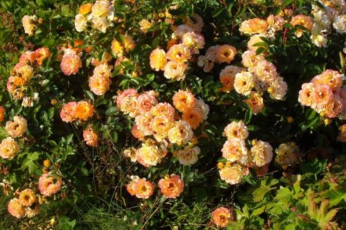 Почвопокровные розы цветущие все лето для подмосковья. Лучшие сорта почвопокровных роз для средней полосы России