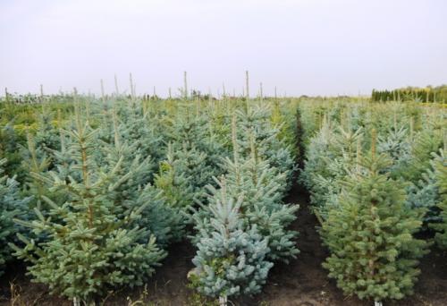 Ель Глаука колючая. Ель Глаука - сине-зелёная колючая красавица 04