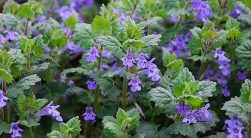 Почвопокровные многолетники морозостойкие низкие цветущие. Почвопокровные цветущие многолетники - красивые и ухоженные клумбы без хлопот! 10 Почвопокровные многолетники морозостойкие низкие цветущие. Почвопокровные цветущие многолетники - красивые и ухоженные клумбы без хлопот! 10