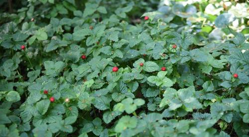 Почвопокровные многолетники морозостойкие низкие цветущие. Почвопокровные цветущие многолетники - красивые и ухоженные клумбы без хлопот! 07 Почвопокровные многолетники морозостойкие низкие цветущие. Почвопокровные цветущие многолетники - красивые и ухоженные клумбы без хлопот! 07