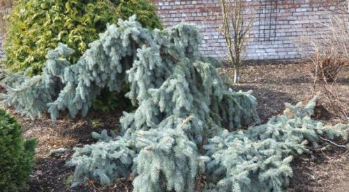 Ель Глаука колючая. Ель Глаука - сине-зелёная колючая красавица 03