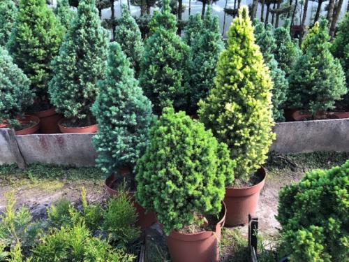 Ель Глаука колючая. Ель Глаука - сине-зелёная колючая красавица 02