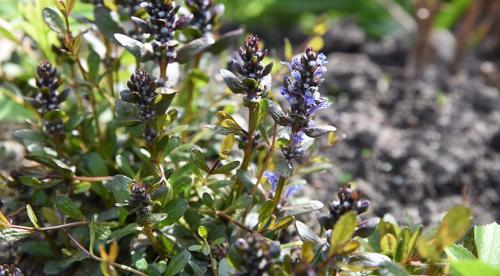 Почвопокровные многолетники морозостойкие низкие цветущие. Почвопокровные цветущие многолетники - красивые и ухоженные клумбы без хлопот! 08 Почвопокровные многолетники морозостойкие низкие цветущие. Почвопокровные цветущие многолетники - красивые и ухоженные клумбы без хлопот! 08