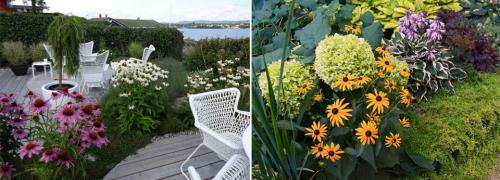 Почвопокровные многолетники морозостойкие низкие цветущие. Почвопокровные цветущие многолетники - красивые и ухоженные клумбы без хлопот!