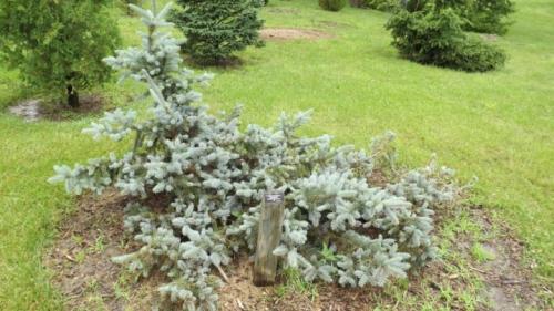 Ель Глаука колючая. Ель Глаука - сине-зелёная колючая красавица 06