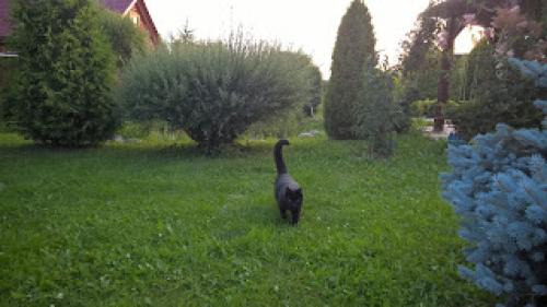 Что посадить вместо газона, чтобы его не косить. Газон, который не надо косить.