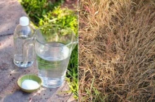 Уксус против сорняков высокоэффективный рецепт. Рецепты растворов от сорняков с уксусом и солью