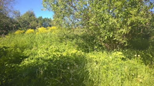 Что посадить вместо газона, чтобы его не косить. Газон, который не надо косить.