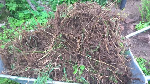 Что посадить вместо газона, чтобы его не косить. Газон, который не надо косить.