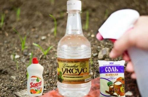 Уксус против сорняков высокоэффективный рецепт. Рецепты растворов от сорняков с уксусом и солью