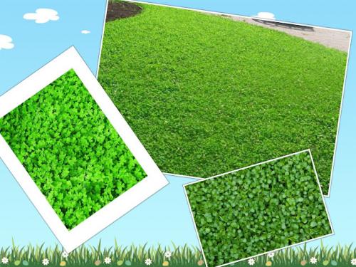 Что посадить вместо газона, чтобы его не косить. Газон, который не надо косить.