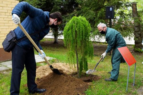 Пересадка деревьев осенью. Плюсы и минусы осенней посадки