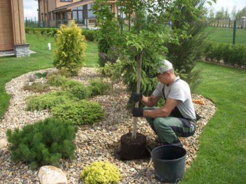 Пересадка деревьев осенью. Плюсы и минусы осенней посадки