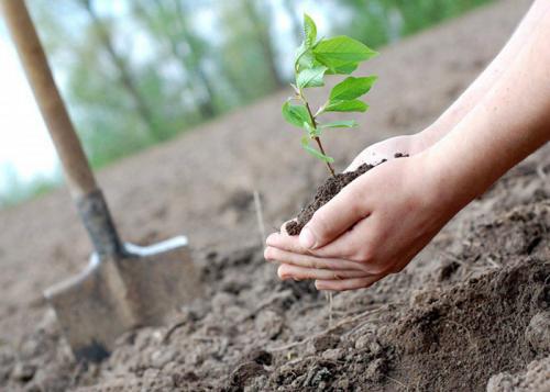 Когда пересаживать молодые деревья. В каком возрасте можно пересаживать деревья