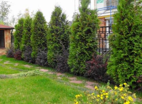 Какое дерево можно посадить возле дома. Деревья возле дома — виды которые можно и нельзя сажать. 100 фото лучших вариантов для посадки 18