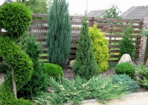 Какое дерево можно посадить возле дома. Деревья возле дома — виды которые можно и нельзя сажать. 100 фото лучших вариантов для посадки 20