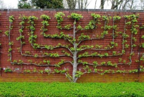 Какое дерево можно посадить возле дома. Деревья возле дома — виды которые можно и нельзя сажать. 100 фото лучших вариантов для посадки 21