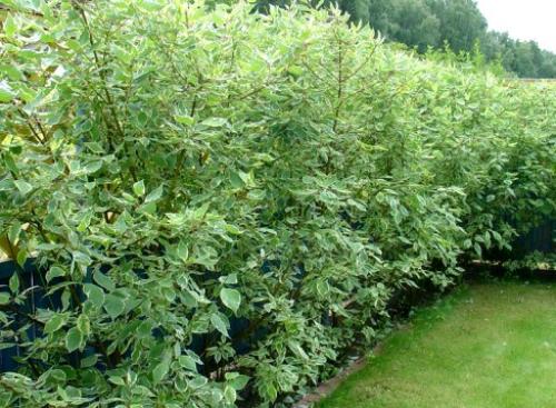 Какое дерево можно посадить возле дома. Деревья возле дома — виды которые можно и нельзя сажать. 100 фото лучших вариантов для посадки 17