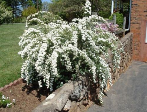 Какое дерево можно посадить возле дома. Деревья возле дома — виды которые можно и нельзя сажать. 100 фото лучших вариантов для посадки 15