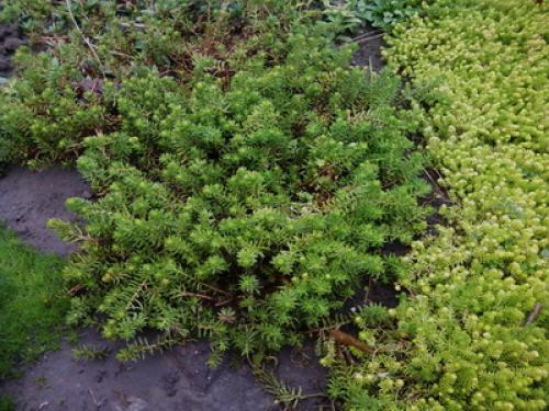 Почвопокровные многолетники цветущие. Низкорослые почвопокровные растения для сада