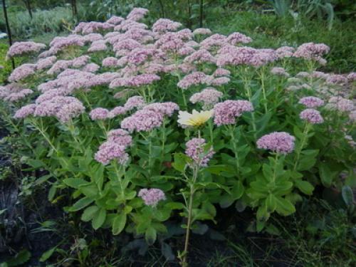 Почвопокровные многолетники цветущие. Низкорослые почвопокровные растения для сада