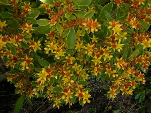 Почвопокровные многолетники цветущие. Низкорослые почвопокровные растения для сада