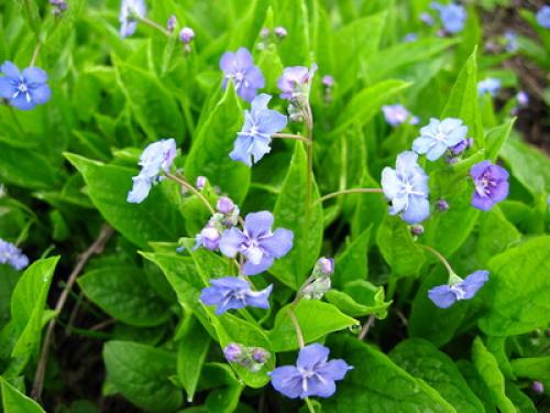 Почвопокровные многолетники цветущие. Низкорослые почвопокровные растения для сада