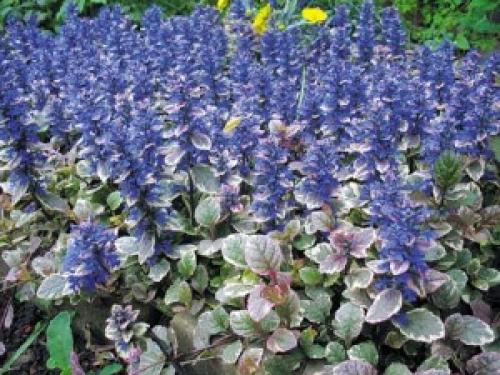 Живучка ползучая — яркое и простое в уходе многолетнее растение