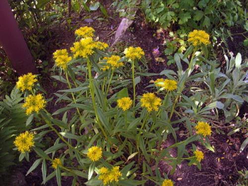 Почвопокровные многолетники цветущие. Низкорослые почвопокровные растения для сада