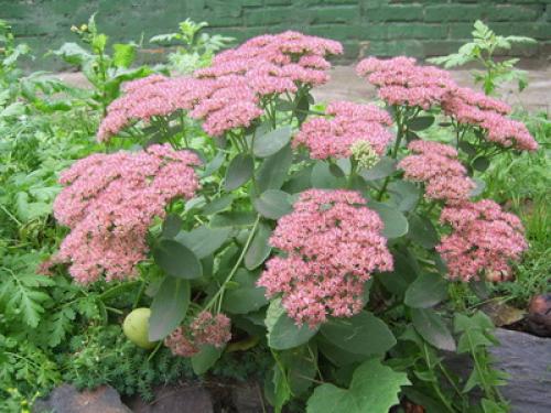 Почвопокровные многолетники цветущие. Низкорослые почвопокровные растения для сада