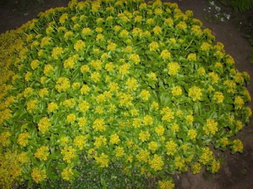 Почвопокровные многолетники цветущие. Низкорослые почвопокровные растения для сада